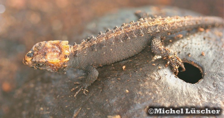 Tribolonotus gracilis