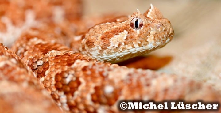 Bitis caudalis Namaqualand