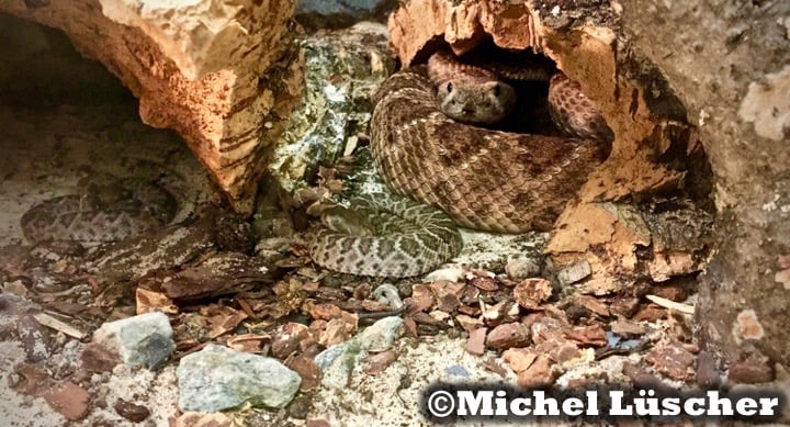 Crotalus atrox  0.1 mit Nachwuchs