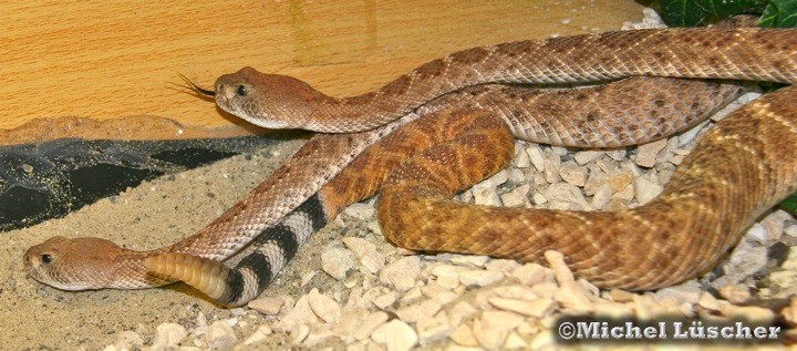 Crotalus atrox  1.1