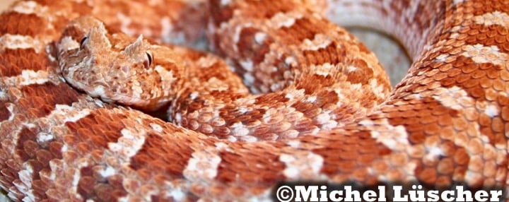 Bitis caudalis Namaqualand