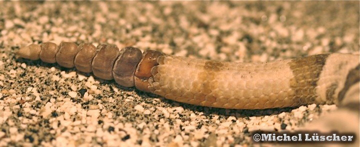 Die Rassel einer Crotalus lepidus lepidus  0.1