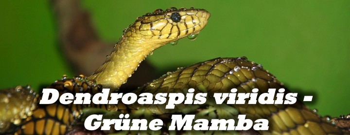 Dendroaspis viridis - Grüne Mamba