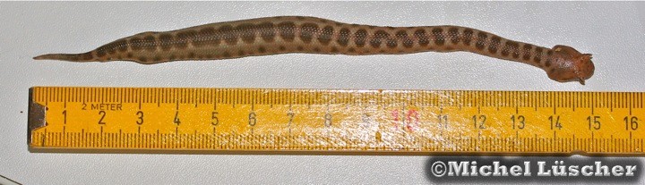 Cerastes cerastes cerastes NZ13