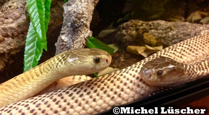 Naja sumatrana  1.1
