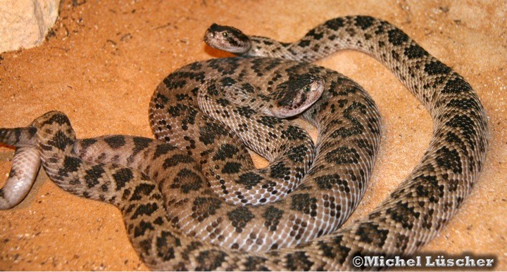 Verpaarung von Crotalus scutulatus salvini