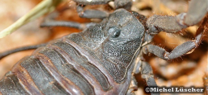 Parabuthus transvaalicus