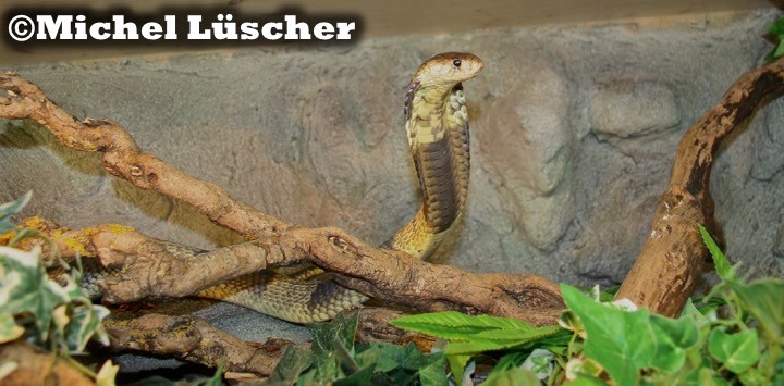 Naja annulifera  1.0