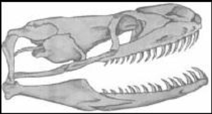 aglyph (Ungiftige Schlangen)