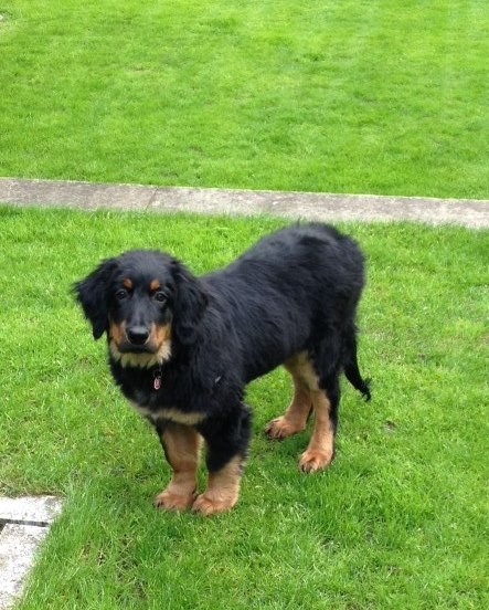 je nach Perspektive und wenn das Fell sich etwas aufplustert durch den ständigen Regen, wirkt Bera manchmal etwas "stämmig". Gewicht und Größe der 4 Monate alten Hündin sind aber im guten Verhältnis....