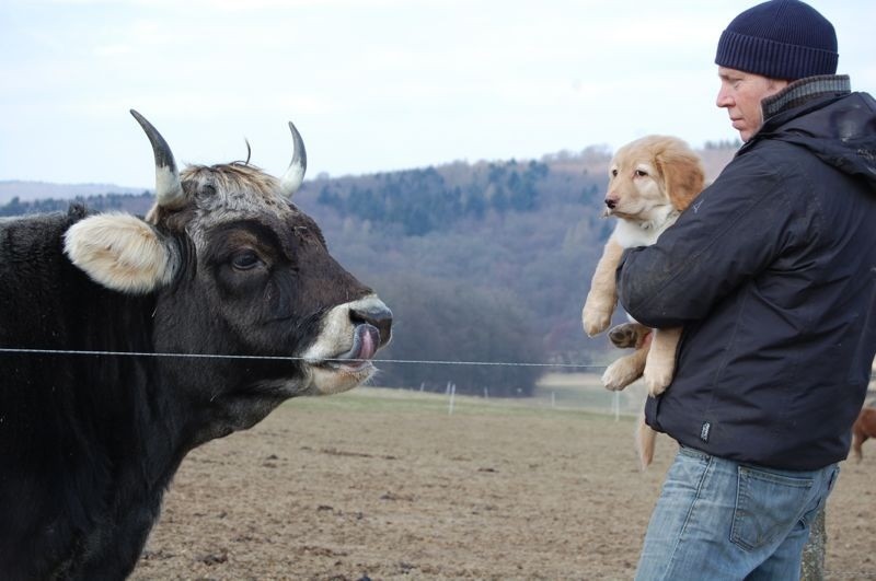 Die erste gut behütete Begegnung mit einem Ochsen...