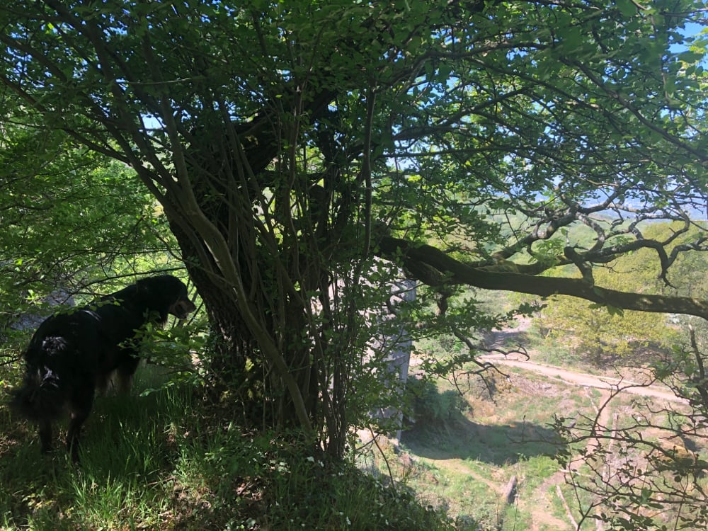 Annabelle auf dem Stenzelberg, SIEBENGEBIRGE