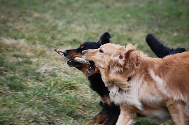 Heiß begehrte Beute...