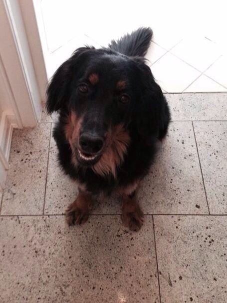 der typische Bera-Blick: wie eh und je ( hier mit einem Jahr)