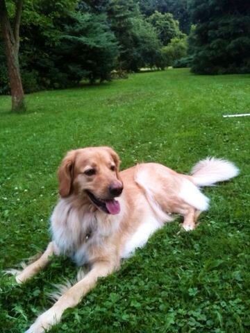 Amie vom Silberdistelwald mit 3 Jahren