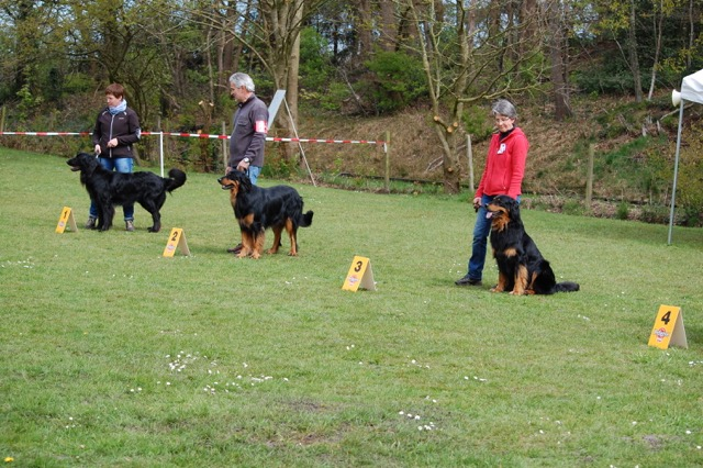 von rechts: Baki vom Silberdistelwald, Henry vom Pirloer Hof, Aemon von der Eifelbuche. Herzlichen Glückwunsch!