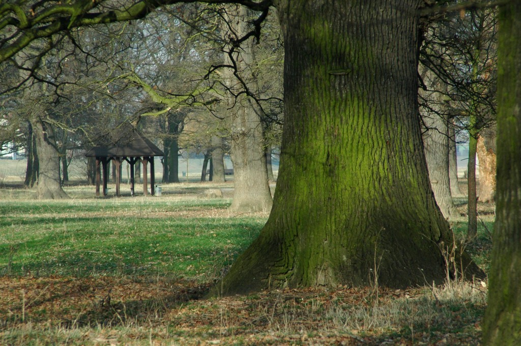 Eichenwäldchen vor der Stadtmauer