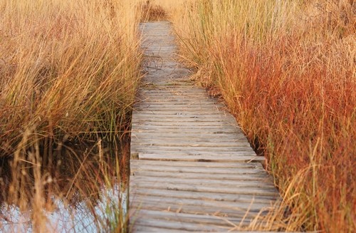 Stege über Moorwasser