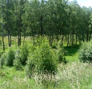 Natur entlang der Vennbahnroute