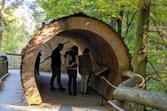 Wilder Kermeter Eifel Nationalpark