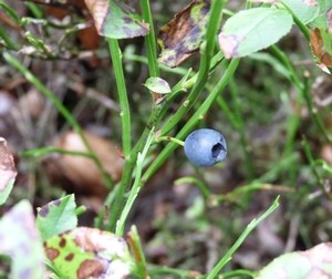 Blick auf die kleinen Dinge