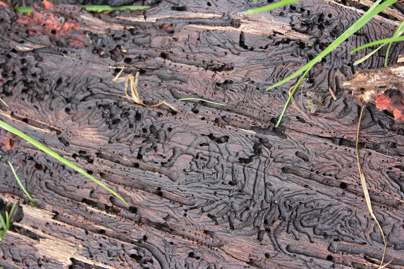 Geschwächten Bäume in Monokulturen sind leicht angreifbar für Schädlinge wie den Borkenkäfer