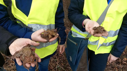 Foto: Erdkröten, NABU Stuttgart
