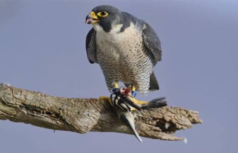 Foto: Wanderfalke, Bernd Zoller