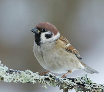 Foto: Feldsperling, NABU