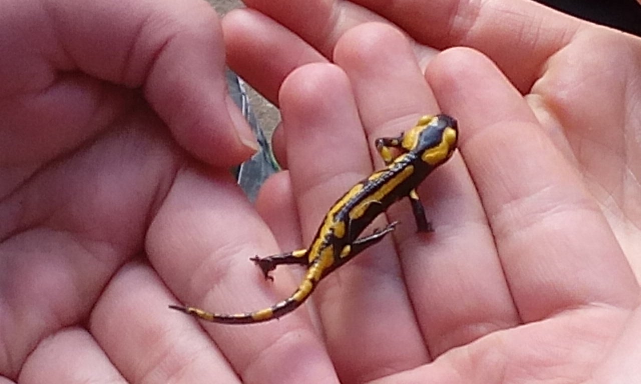 Feuersalamander, Foto: J. Nothelfer
