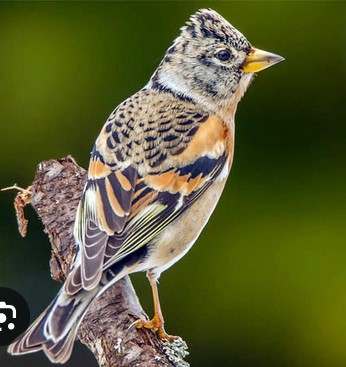 Foto: Bergfink, NABU