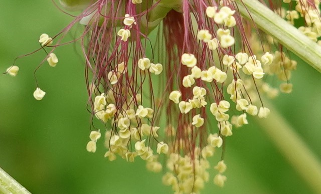 Foto: Pollenschnüre, Heike Walter, Nabu