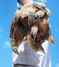  Foto: Gartengrasmücke im Fangnetz, Basem Rabia NABU