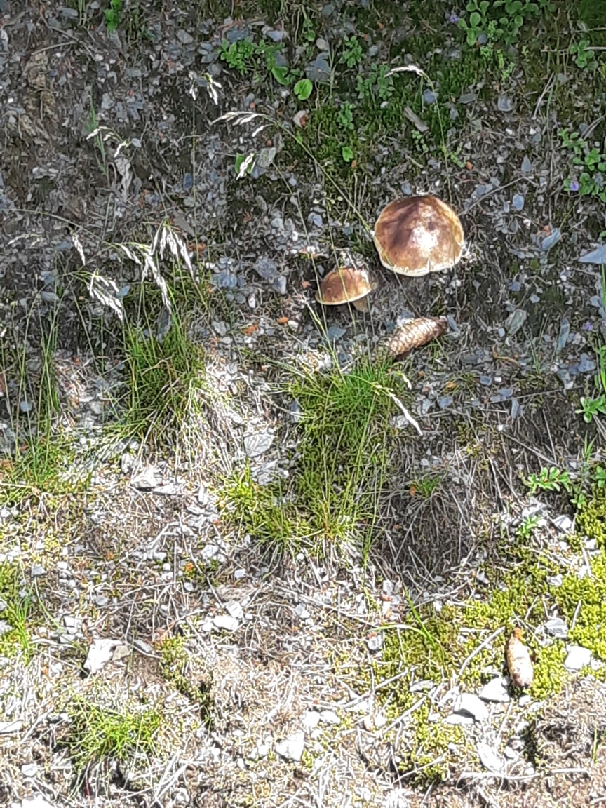 Das Mittagessen am Strassenrand