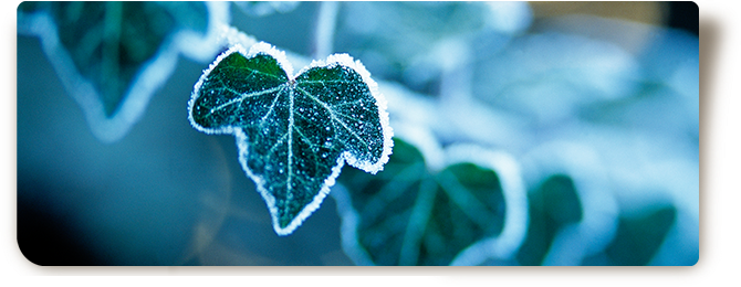 © Steiner Floralmanufaktur.