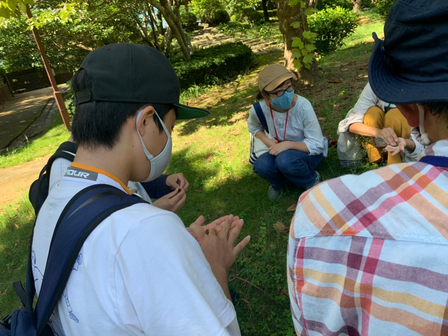 こすると10円玉がきれいになる葉っぱ!