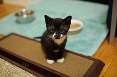 犬と猫の去勢と避妊を考えてみましょう