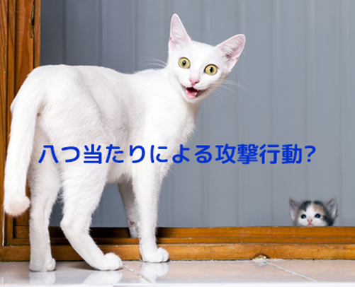 愛猫が突然何かに驚いて攻撃してくることもあります。八つ当たり。。