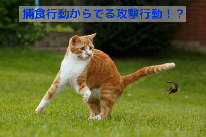 猫の本能である捕食（狩猟）行動を満たして攻撃行動を減らしましょう