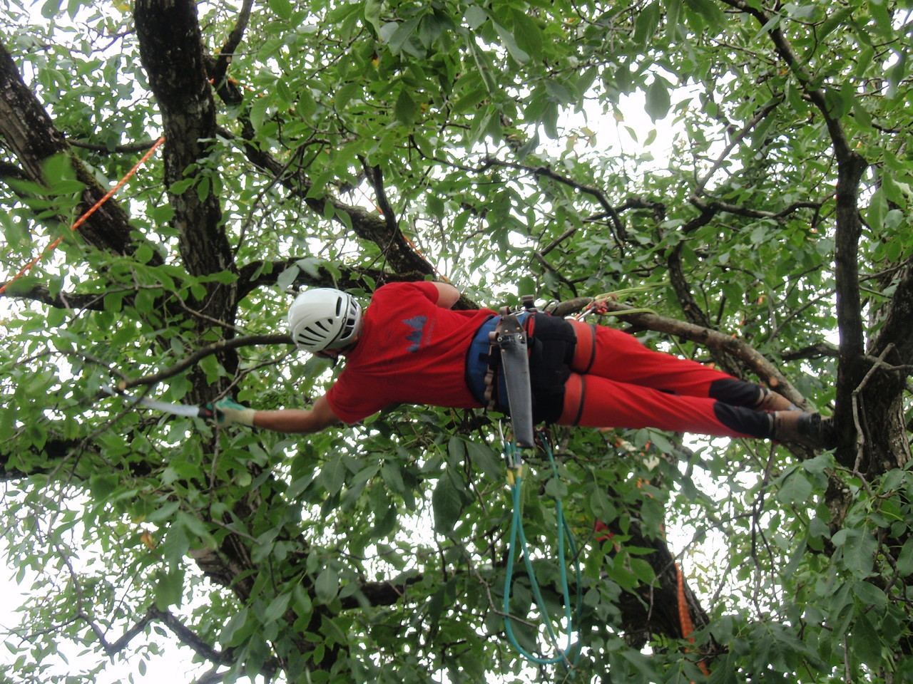 Baumpflege / Baumschnitt