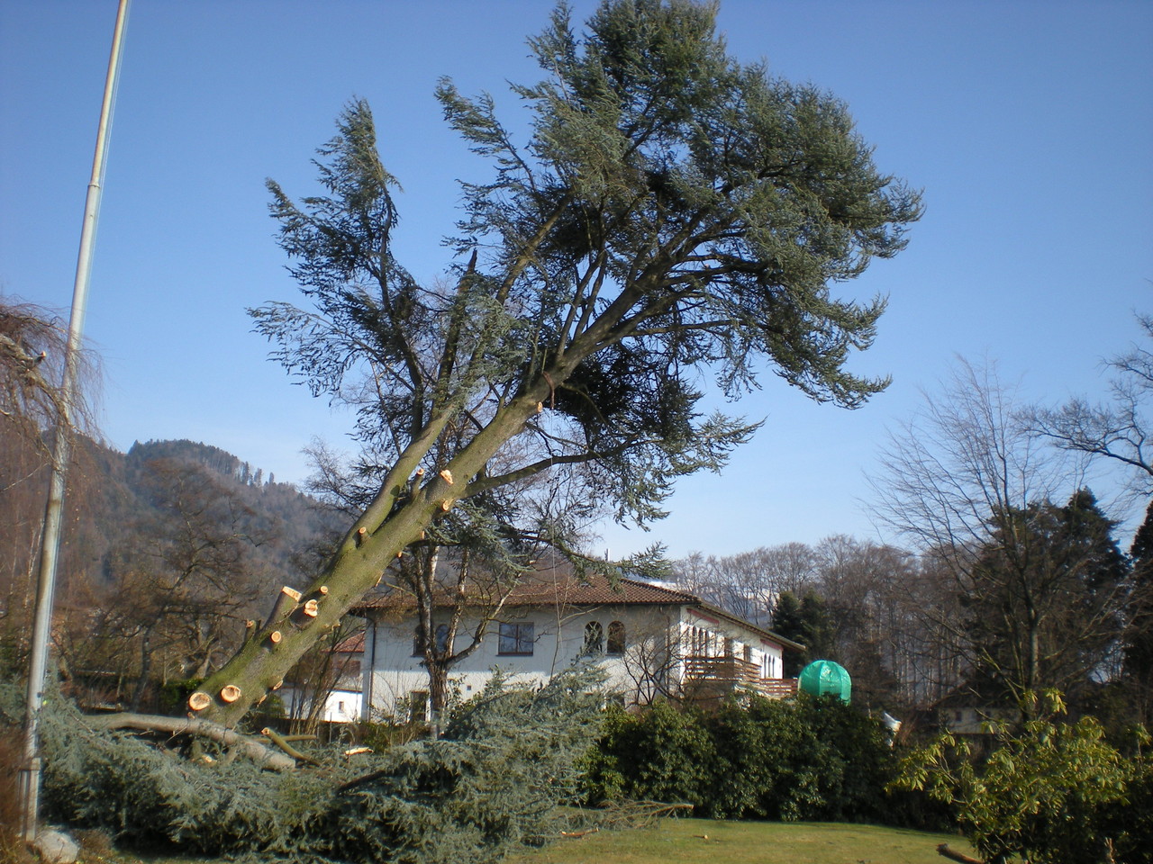Fällarbeiten am Seil gesichert