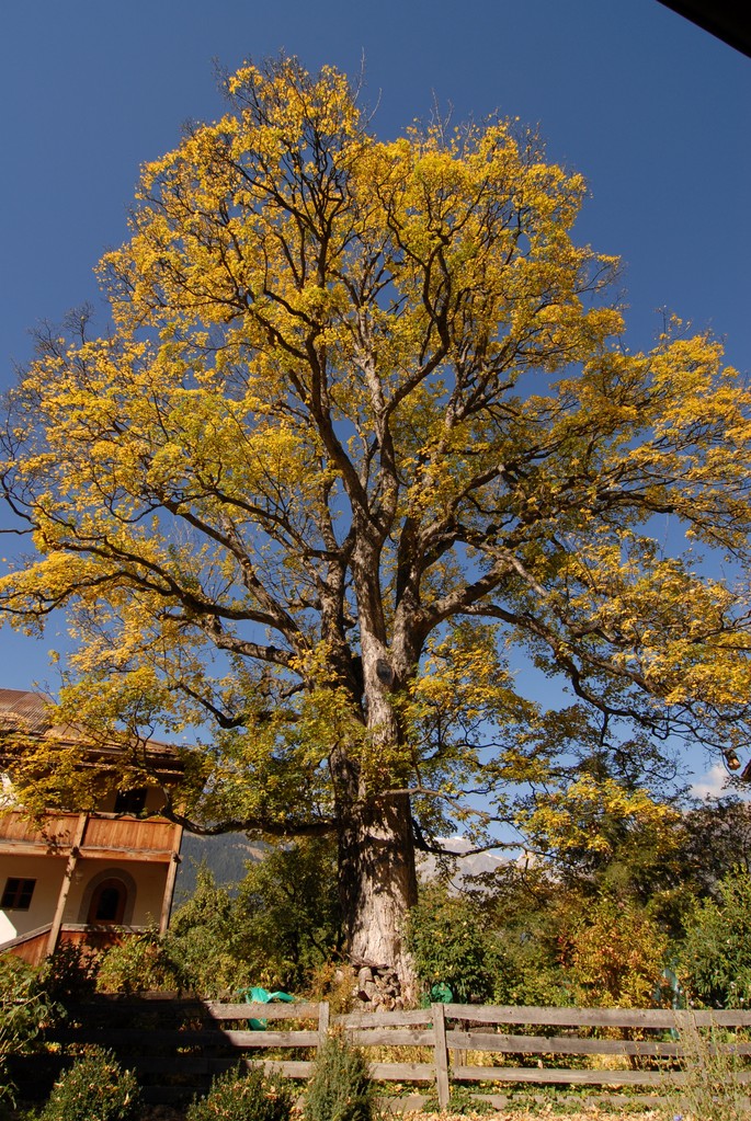 Bergahorn in Ernen