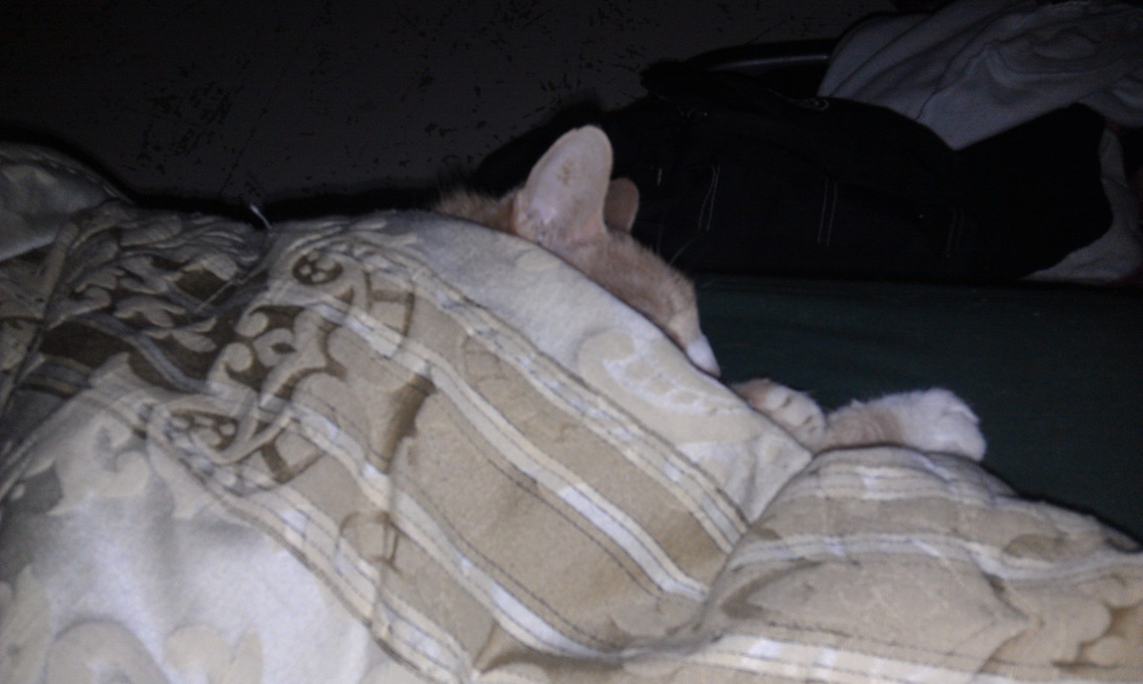 He was also a blanket hog. 