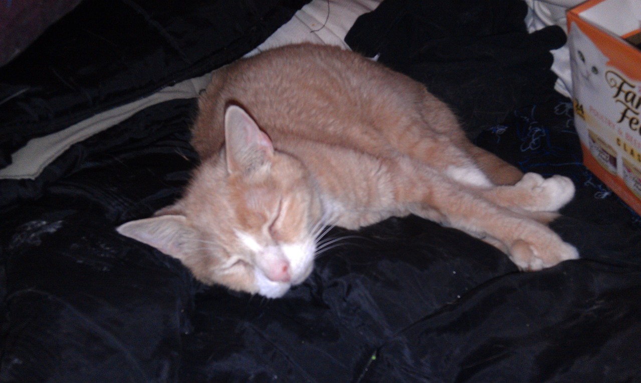 Wide awake, coiled spring of feline energy.