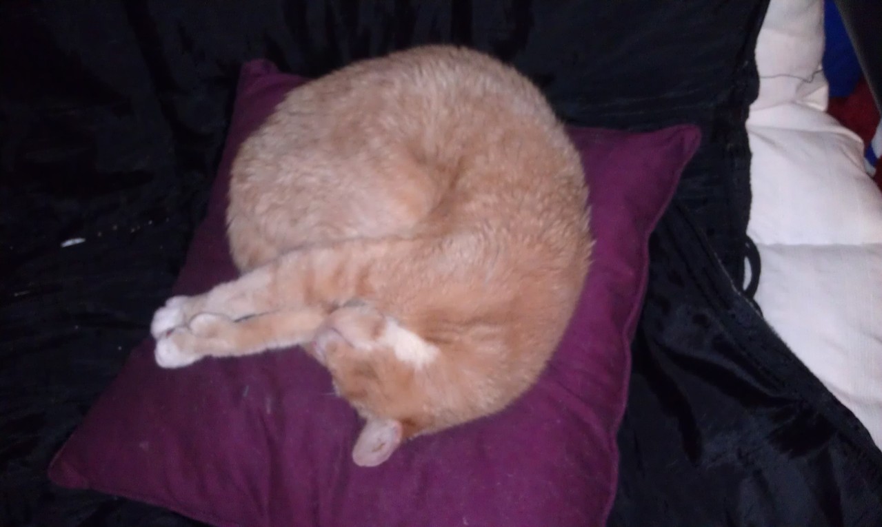 Twitch's golden years. Little guy took his relaxation seriously. 