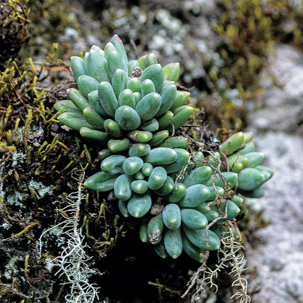 Pachyphytum meyranii (Crassulaceae)