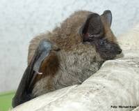 Foto: Michael Korn/ Breitflügelfeldermaus