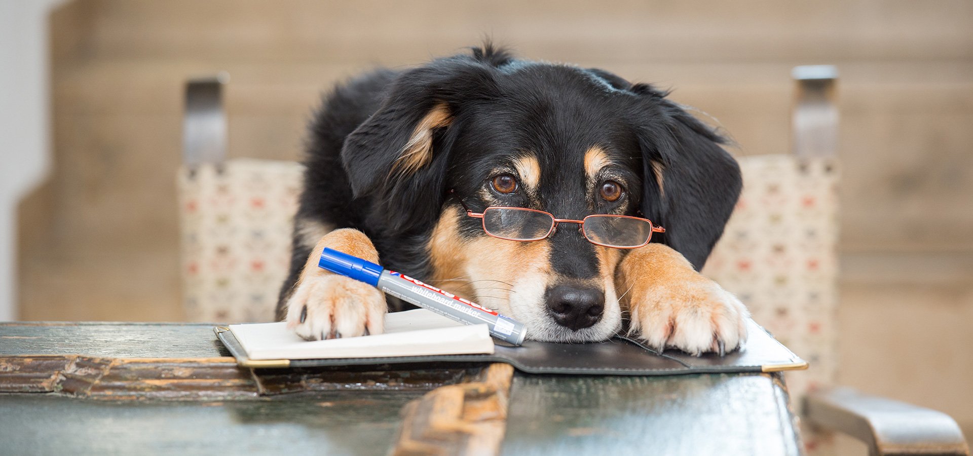 Haben Hunde ein Zeitgefühl?