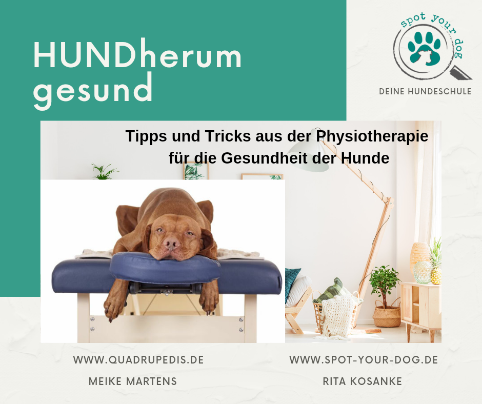 Wissenswertes über Gelenkprobleme bei Hunden