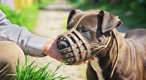 Maulkorb für den Hund